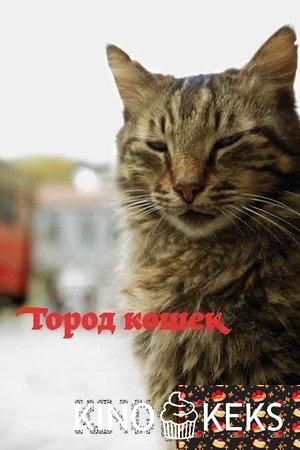 Город кошек