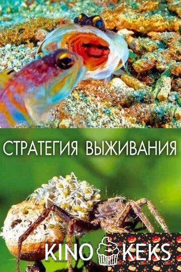 Стратегия выживания