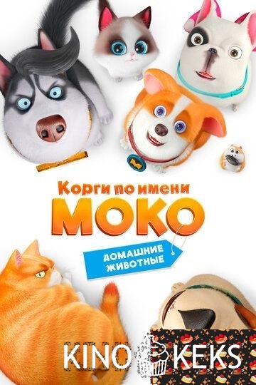 Корги по имени Моко. Домашние животные
